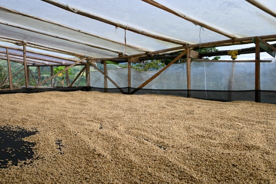 COLOMBIA | DE CANA HUILA | SUGARCANE DECAF