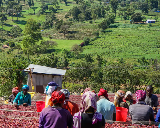 ETHIOPIA | KAYON MOUNTAIN FARM | ORGANIC NATURAL
