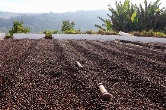 BRAZIL | FAZENDA DO CRUZEIRO | NATURAL ANAEROBIC