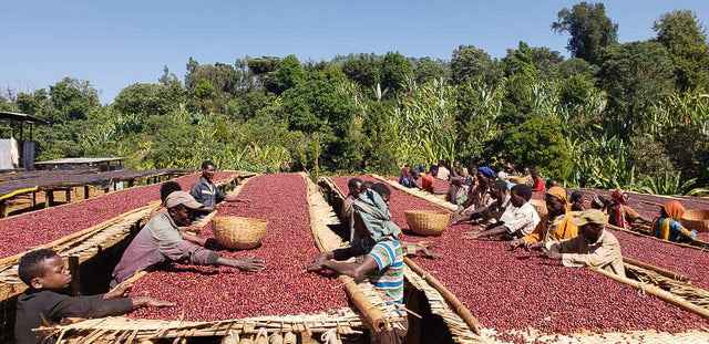 ETHIOPIA | BANKO GOTITI | WASHED YIRGACHEFFE